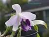 Laelia dayana 